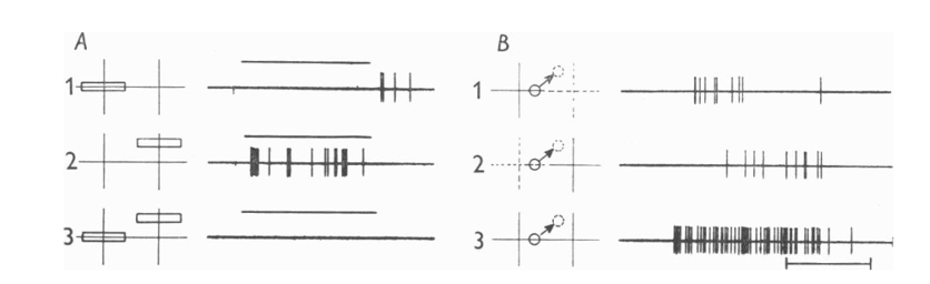 与fig.9相同的神经元。A. 左眼抑制域和右眼激活域之间的拮抗作用；所用刺激为静止光束。1，水平长方形光束覆盖左眼中心区；2，右眼上部侧翼区；3，同时覆盖左眼中心区和右眼上部侧翼区。B. 左眼抑制域和右眼激活域之间的协同作用；所用刺激为移动光束。1，遮住右眼，圆形光束移出左眼抑制域，产生“off”反应；2，遮住左眼，圆形光束移入右眼激活域，产生“on”反应；3，不遮盖，圆形光束从左眼抑制域移入右眼激活域，产生更强烈的“on”反应。