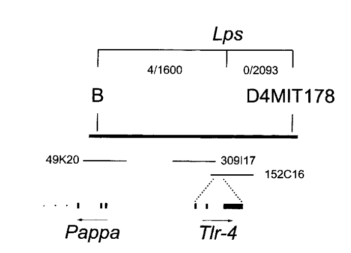 包括*Lps*关键区域的2.6 MB重叠群的一小部分。49K20、309I17、152C16是包含*Pappa*基因片段和*Tlr-4*完整基因的BAC。B和D4MIT178是最靠近*Lps^d^*的遗传标记。4/1600和0/2093是基因图谱数据（交叉次数/减数分裂次数）。