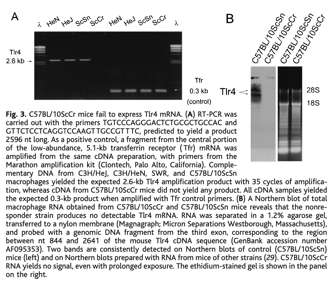 C57BL/10ScCr小鼠不能表达Tlr4 mRNA。（A）；利用RT-PCR对多种不同小鼠巨噬细胞的mRNA进行反转录和扩增，可获得2.6 kB的Tlr4扩增产物，但C57BL/10ScCr小鼠来源的cDNA没有获得该产物。（B）Northern blot结果表明C57BL/10ScCr小鼠巨噬细胞中没有检测出Tlr4 mRNA。