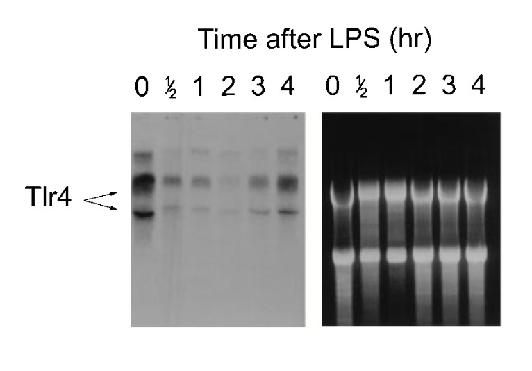 LPS刺激RAW264.7抑制了Tlr4基因的表达。