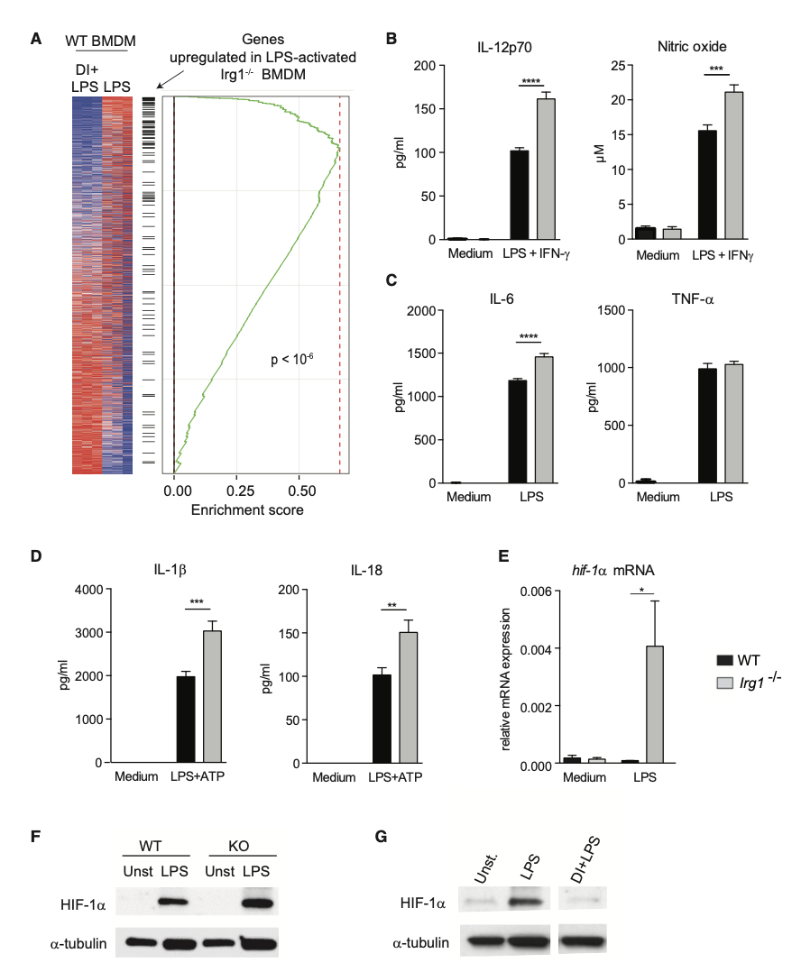 *Irg1*敲除巨噬细胞在LPS刺激下表现为显著增强的的炎症反应